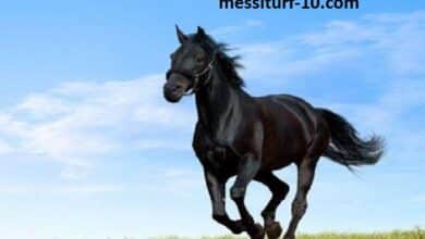 messiturf10