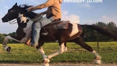 messiturf10 ekl
