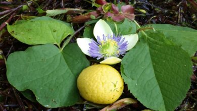 Citron Vert in Burkina Faso