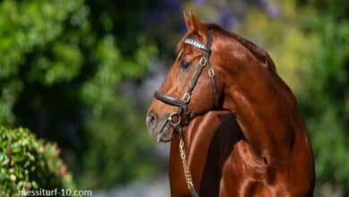 Le Boss du Turf Magique