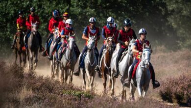 Mystère Hippique Les Duels